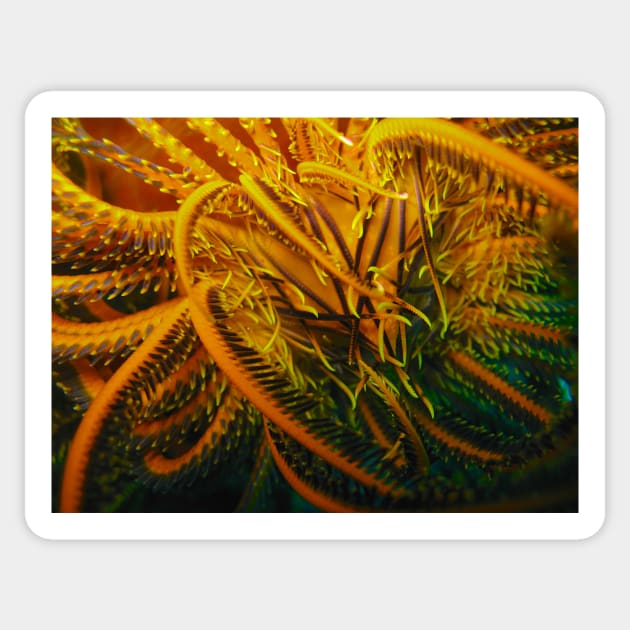 Feather Star Sticker by jhuxster